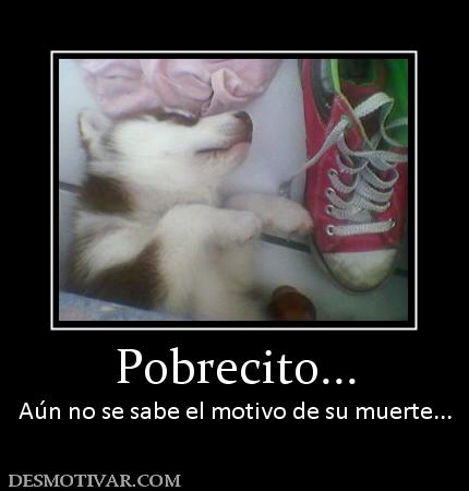 Pobrecito... Aún no se sabe el motivo de su muerte...