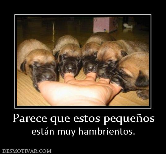 Parece que estos pequeños están muy hambrientos.
