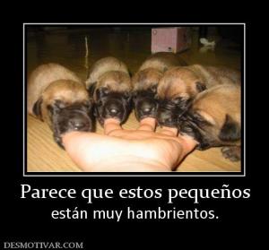 Parece que estos pequeños están muy hambrientos.