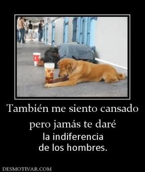 También me siento cansado pero jamás te daré la indiferencia de los hombres.