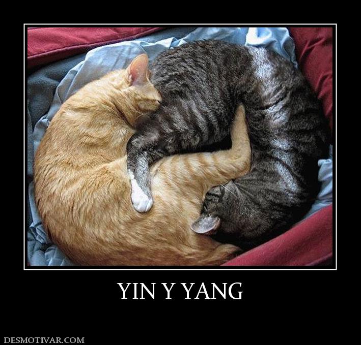 YIN Y YANG