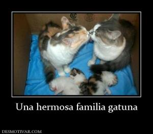 Una hermosa familia gatuna