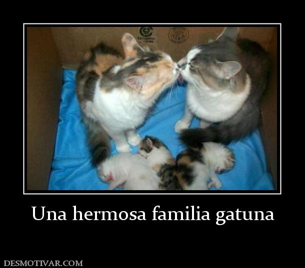 Una hermosa familia gatuna