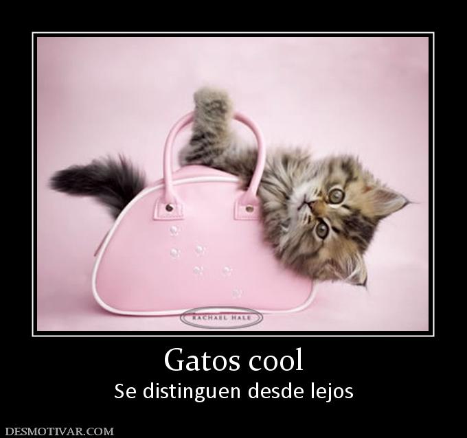 Gatos cool Se distinguen desde lejos