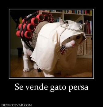 Se vende gato persa