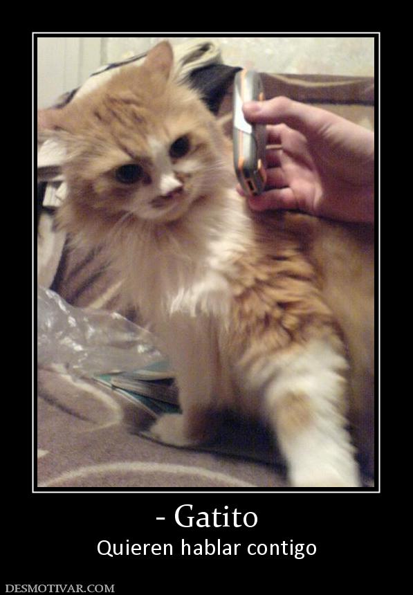 - Gatito Quieren hablar contigo