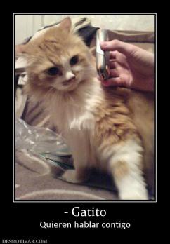 - Gatito Quieren hablar contigo