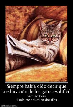 Siempre había oído decir que la educación de los gatos es difícil, pero no lo es. El mío me educo en dos días.