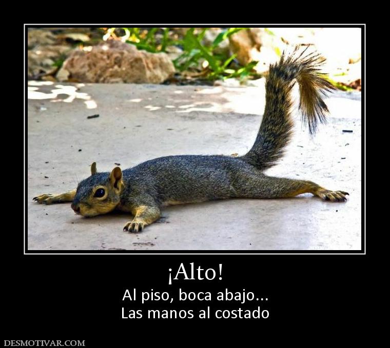 ¡Alto! Al piso, boca abajo... Las manos al costado