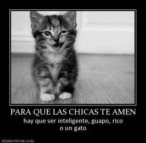 PARA QUE LAS CHICAS TE AMEN hay que ser inteligente, guapo, rico o un gato