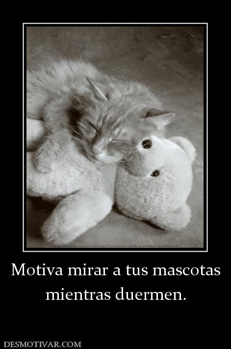 Motiva mirar a tus mascotas mientras duermen.