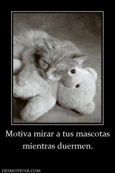 Motiva mirar a tus mascotas mientras duermen.