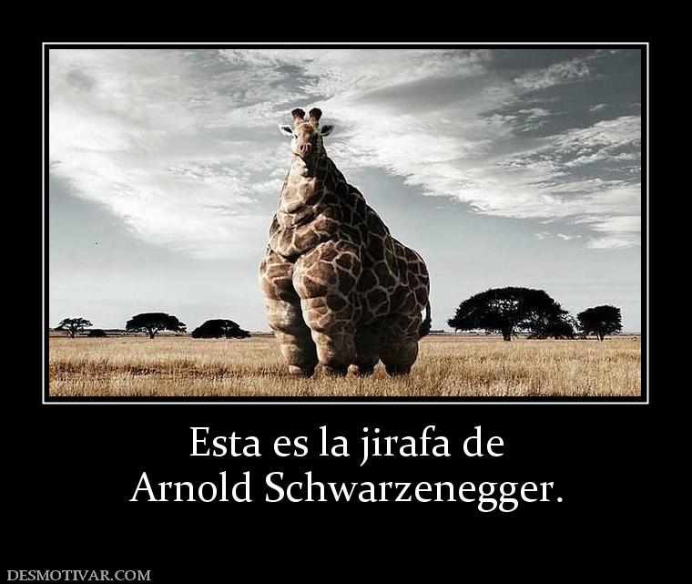 Esta es la jirafa de Arnold Schwarzenegger.