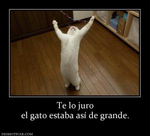 Te lo juro el gato estaba así de grande.