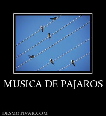 MUSICA DE PAJAROS