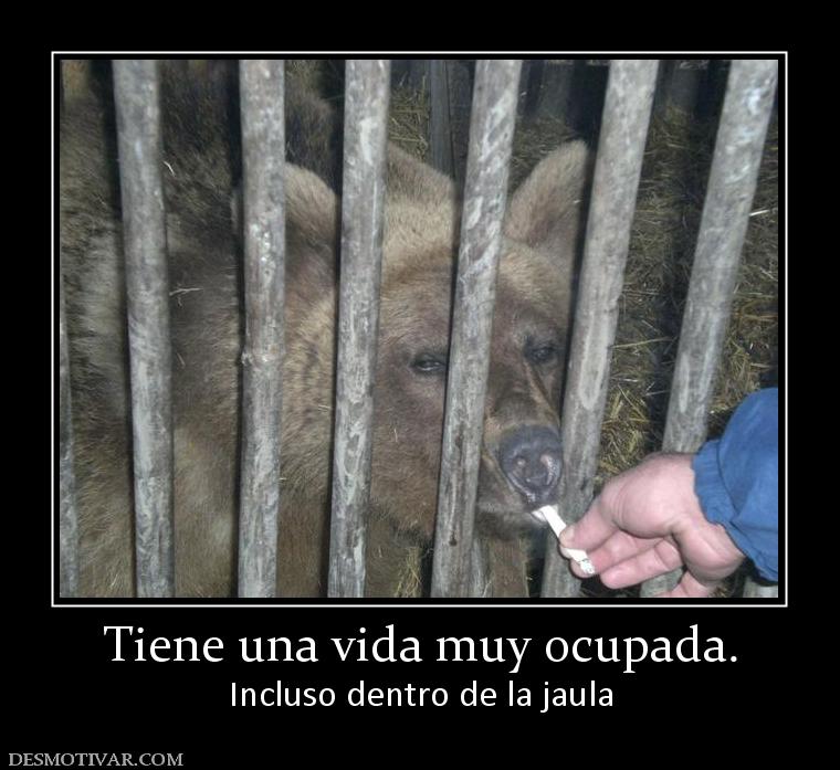 Tiene una vida muy ocupada. Incluso dentro de la jaula