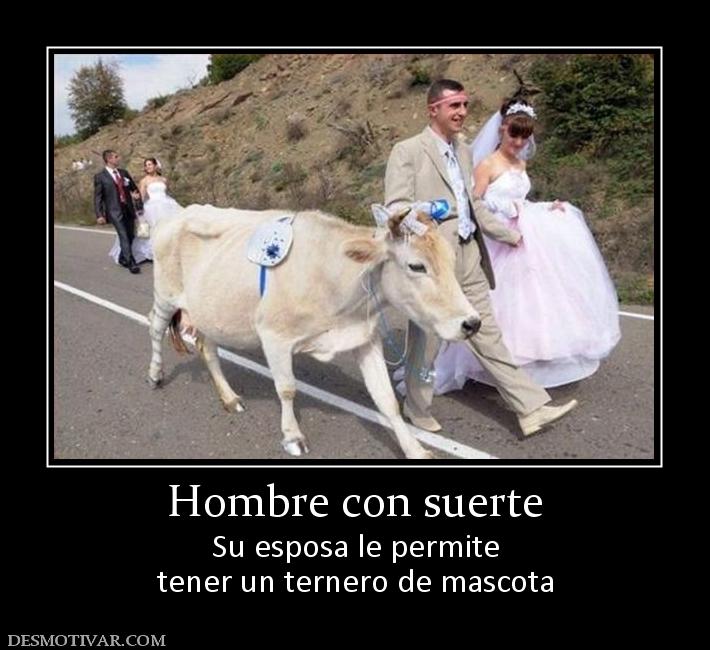 Hombre con suerte Su esposa le permite tener un ternero de mascota