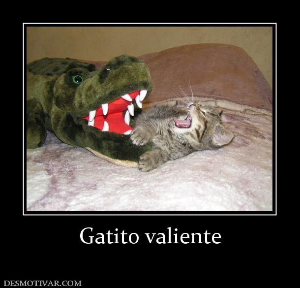 Gatito valiente
