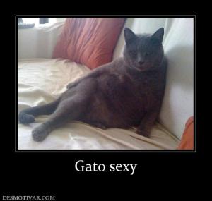 Gato sexy