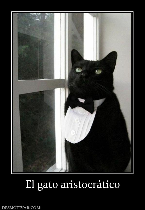 El gato aristocrático