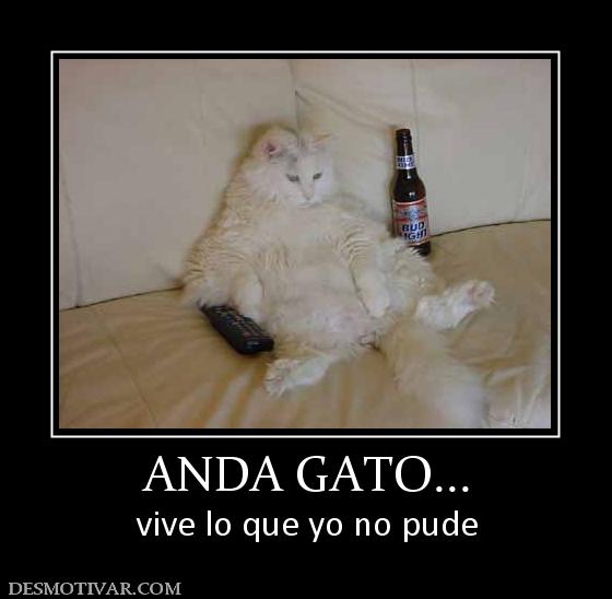 ANDA GATO... vive lo que yo no pude
