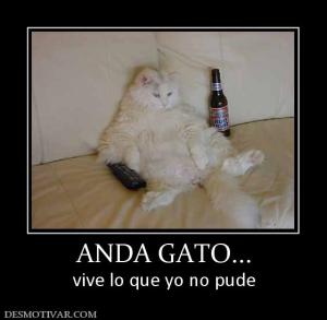 ANDA GATO... vive lo que yo no pude