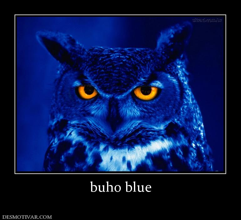 buho blue