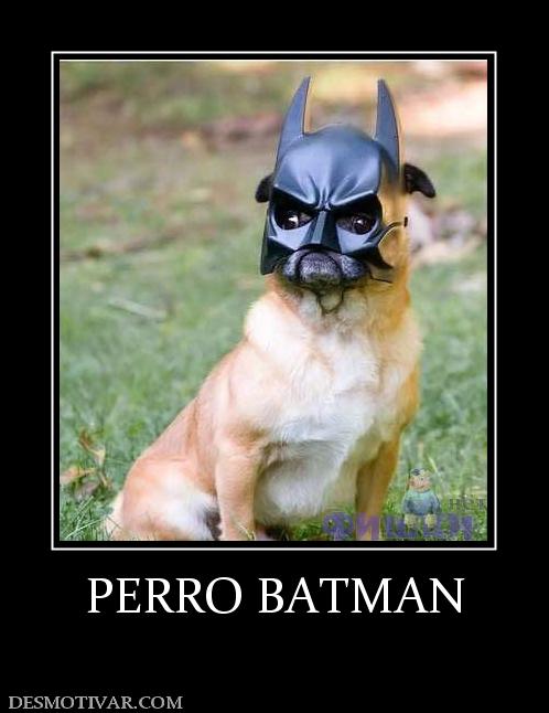 PERRO BATMAN