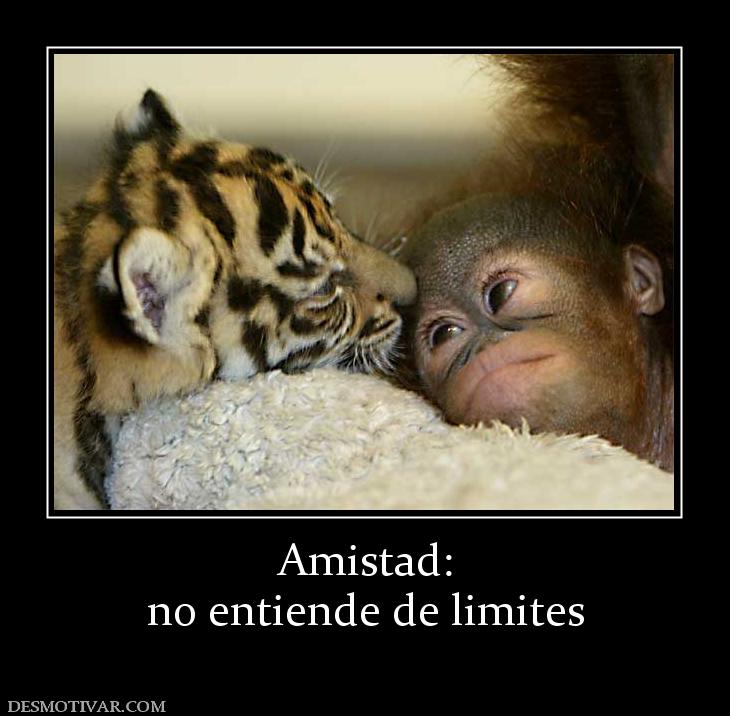 Amistad: no entiende de limites