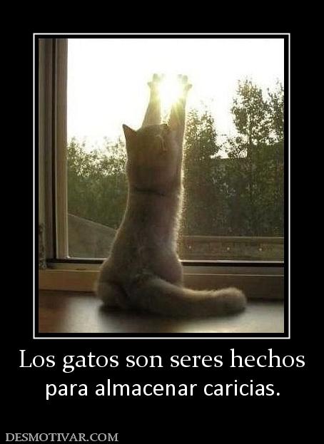 Los gatos son seres hechos para almacenar caricias.