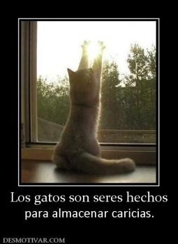 Los gatos son seres hechos para almacenar caricias.