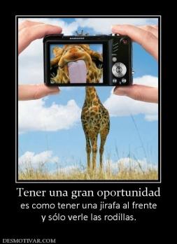 Tener una gran oportunidad es como tener una jirafa al frente y sólo verle las rodillas.