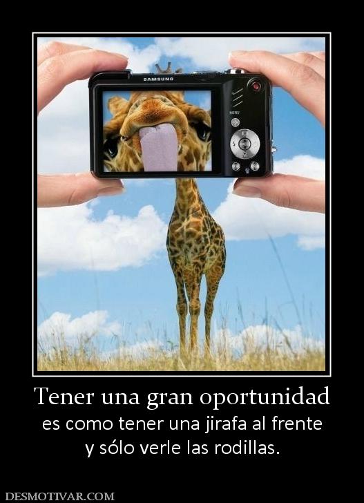 Tener una gran oportunidad es como tener una jirafa al frente y sólo verle las rodillas.
