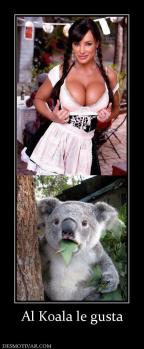 Al Koala le gusta