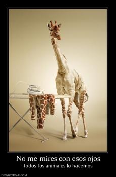 No me mires con esos ojos todos los animales lo hacemos