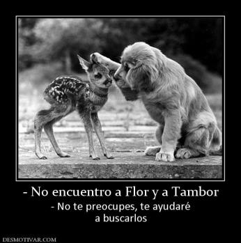 - No encuentro a Flor y a Tambor - No te preocupes, te ayudaré a buscarlos