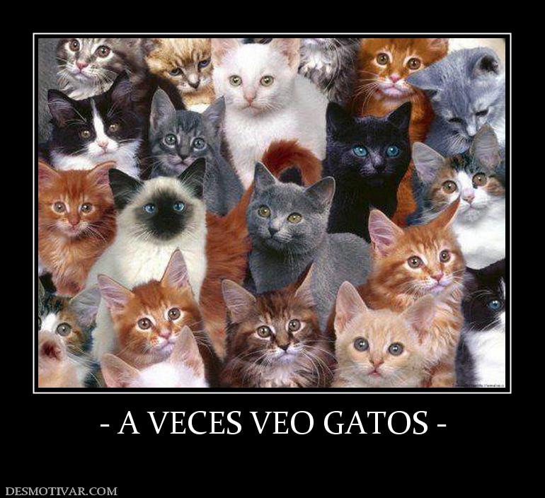 - A VECES VEO GATOS -