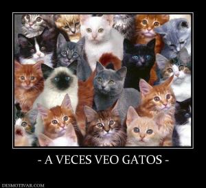 - A VECES VEO GATOS -