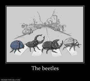 The beetles
