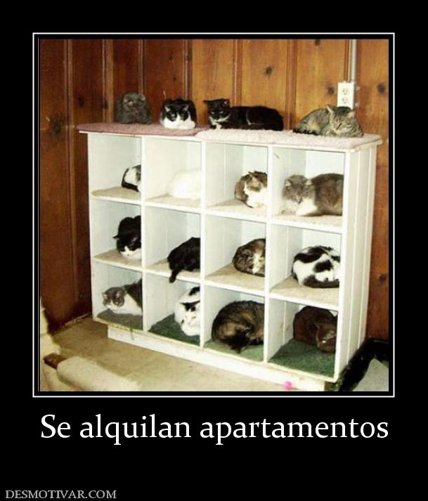 Se alquilan apartamentos