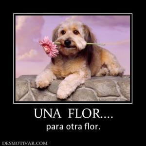 UNA  FLOR.... para otra flor.