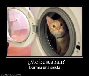 - ¿Me buscaban? Dormía una siesta