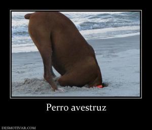 Perro avestruz