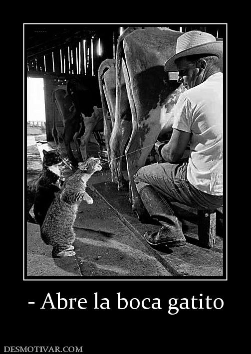 - Abre la boca gatito