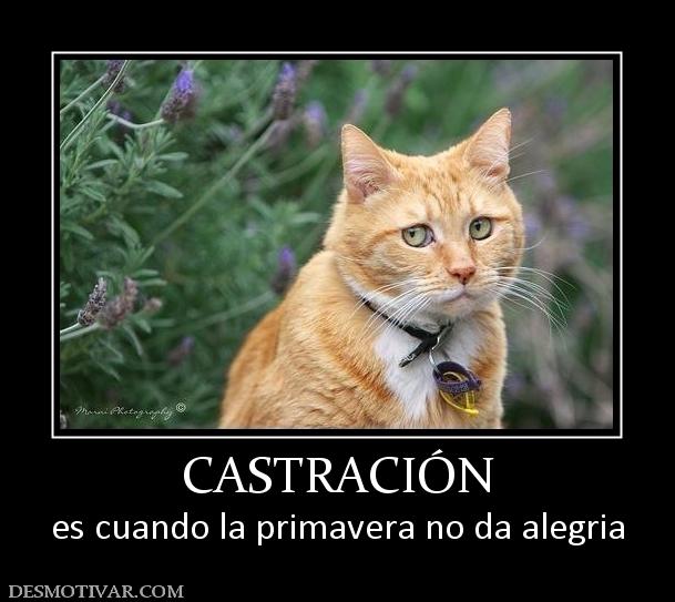 CASTRACIÓN es cuando la primavera no da alegria