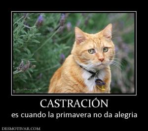 CASTRACIÓN es cuando la primavera no da alegria
