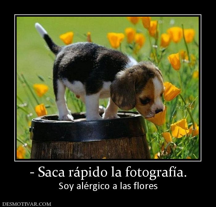 - Saca rápido la fotografía. Soy alérgico a las flores