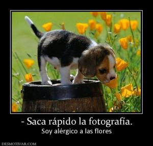 - Saca rápido la fotografía. Soy alérgico a las flores