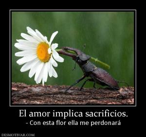 El amor implica sacrificios. - Con esta flor ella me perdonará