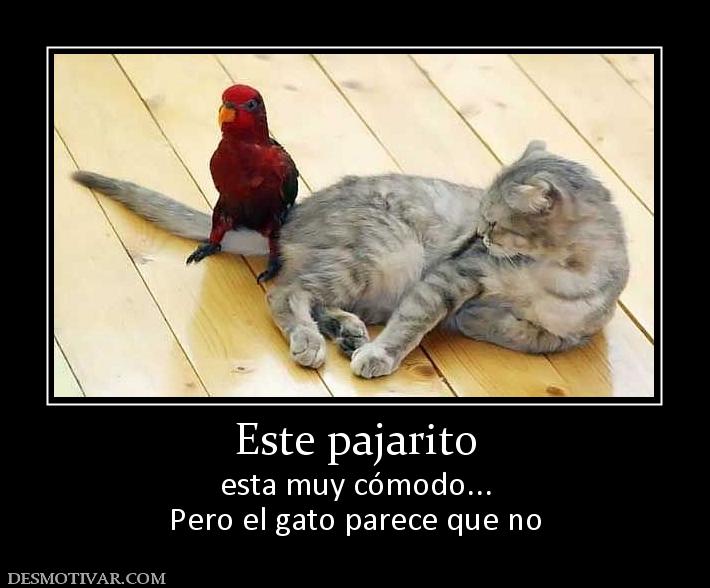 Este pajarito esta muy cómodo... Pero el gato parece que no